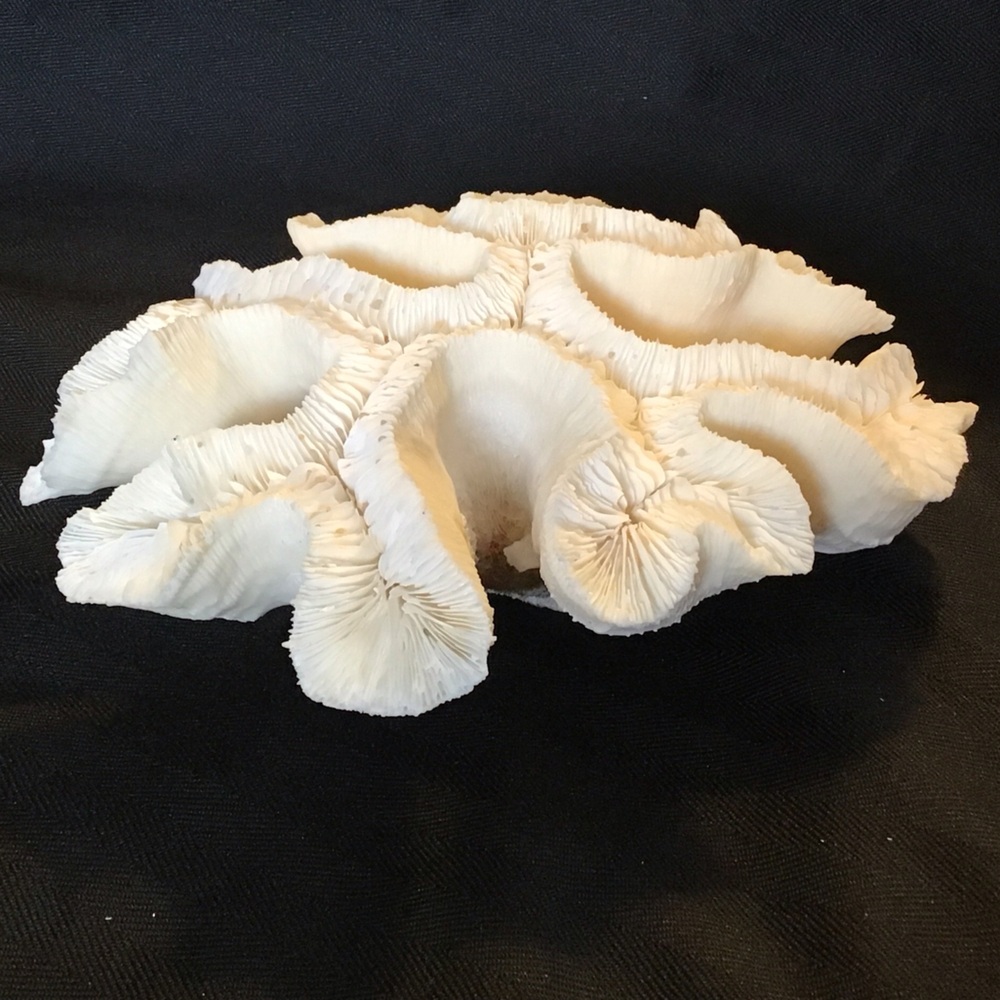 Authentic White Brain Coral Specimen - Picture 3 of 9